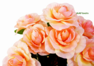 AAFtoolsHuFӂӂɂڂ