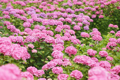 紫陽花